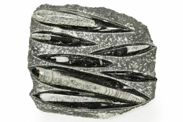 Polished Fossil Orthoceras (Cephalopod) Plate - Morocco #359673